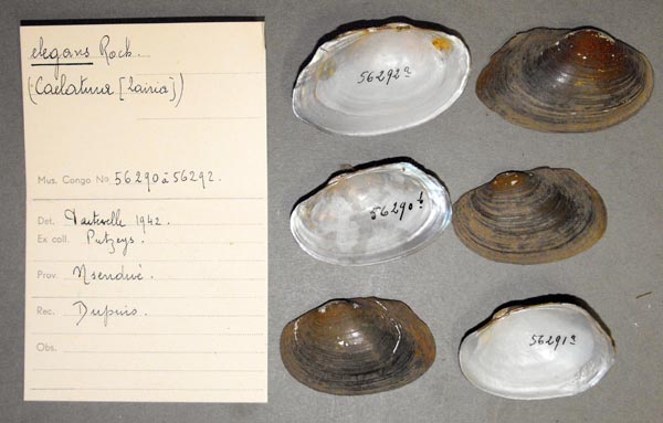 image of lot MRAC_56290 image of lot MRAC_56290