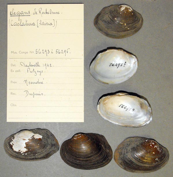 image of lot MRAC_56293 image of lot MRAC_56293