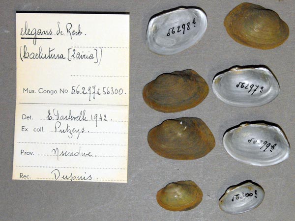 image of lot MRAC_56297 image of lot MRAC_56297