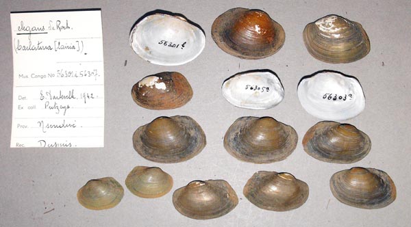 image of lot MRAC_56301 image of lot MRAC_56301