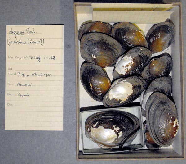 image of lot MRAC_56308 image of lot MRAC_56308