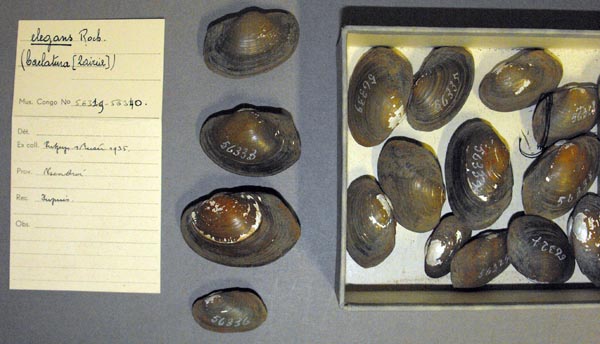 image of lot MRAC_56319 image of lot MRAC_56319