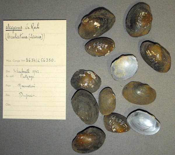 image of lot MRAC_56341 image of lot MRAC_56341