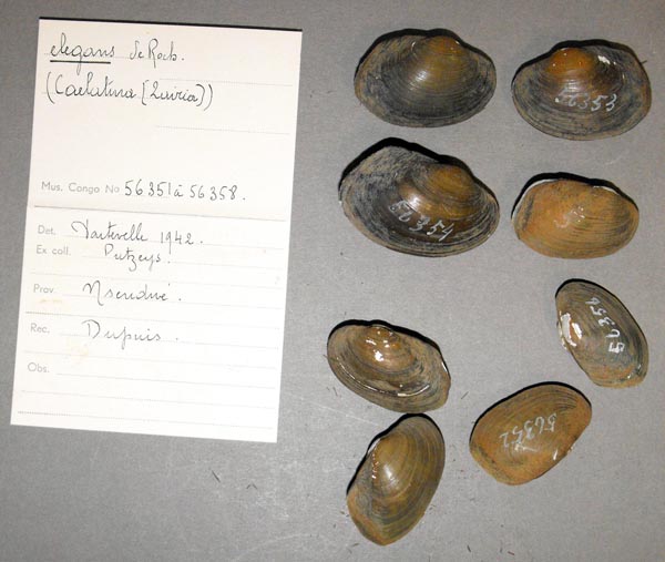 image of lot MRAC_56351 image of lot MRAC_56351