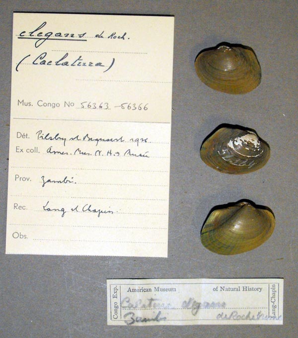 image of lot MRAC_56363 image of lot MRAC_56363