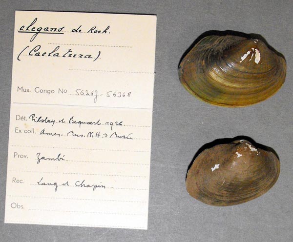 image of lot MRAC_56367 image of lot MRAC_56367