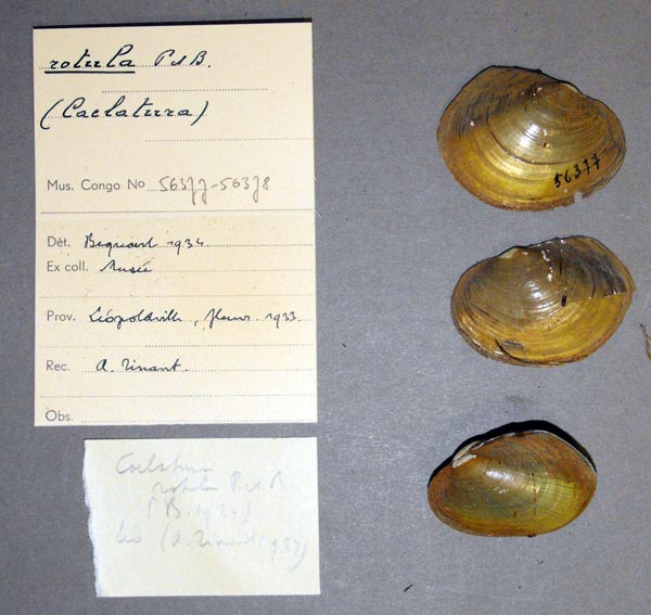 specimen
