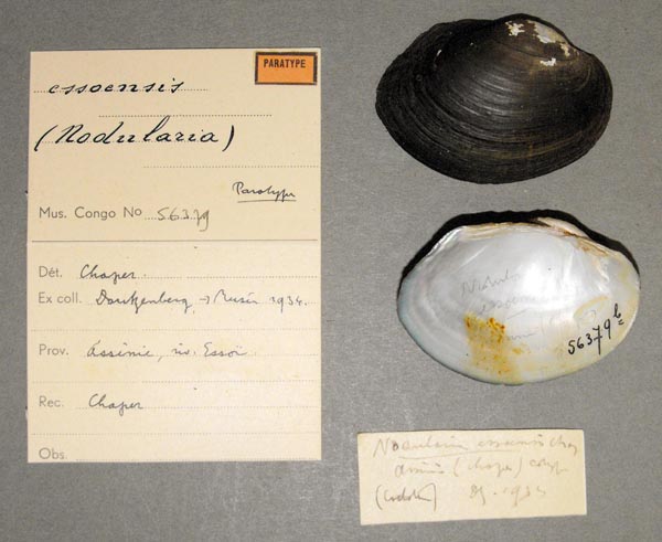 specimen