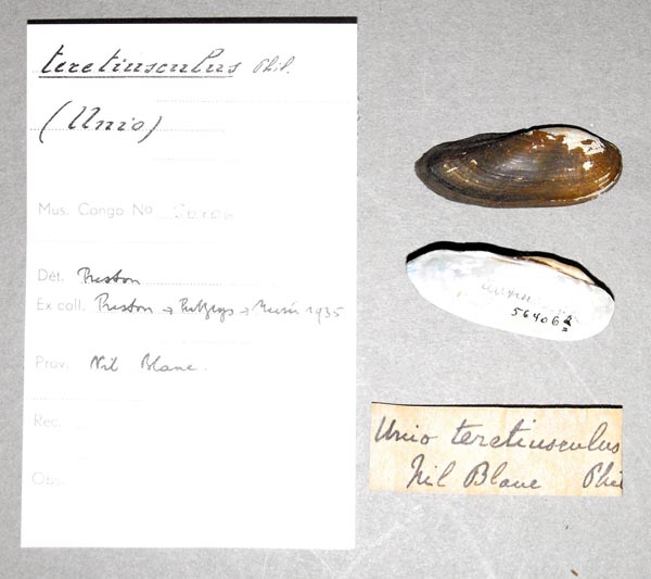 specimen