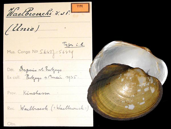 specimen