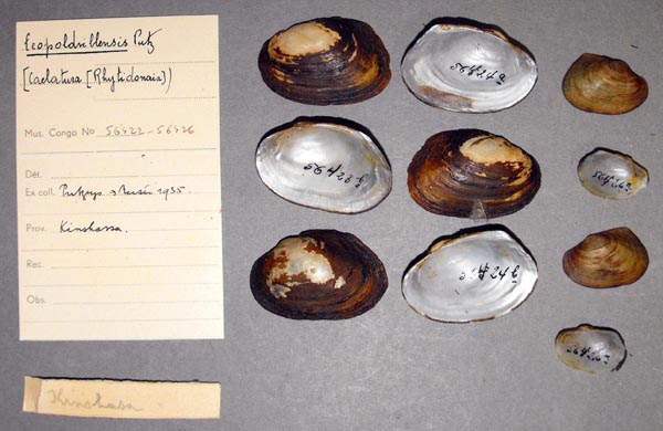 specimen