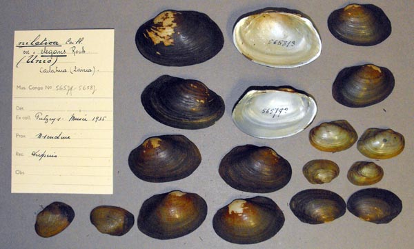 image of lot MRAC_56579 image of lot MRAC_56579