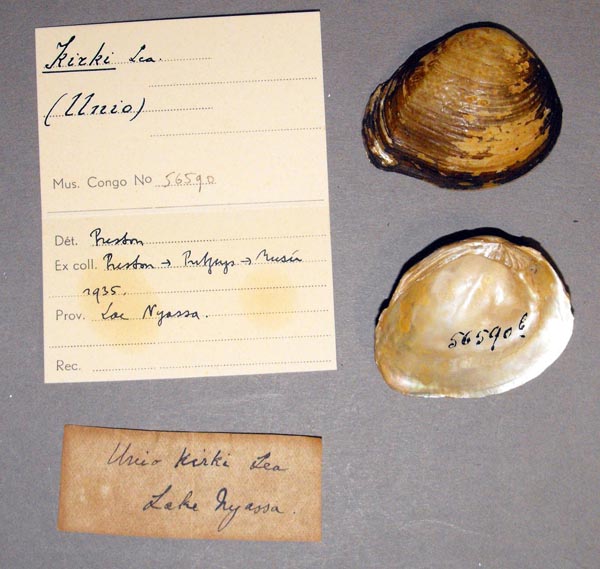 specimen
