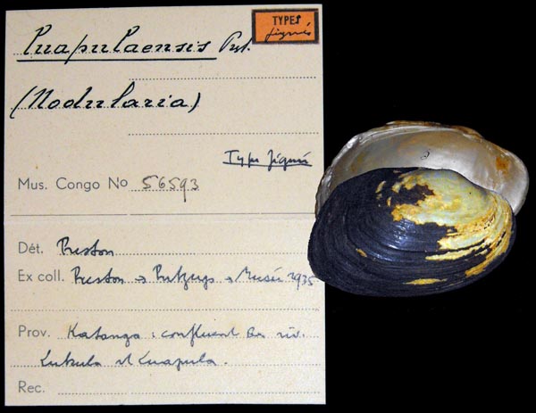 specimen