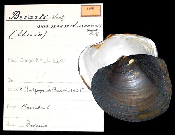 specimen