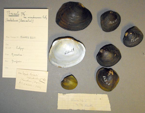 image of lot MRAC_56602 image of lot MRAC_56602