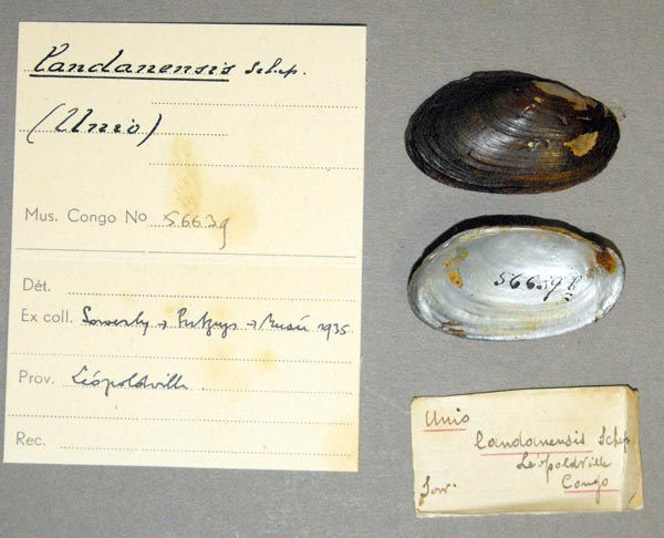 image of lot MRAC_56639 image of lot MRAC_56639