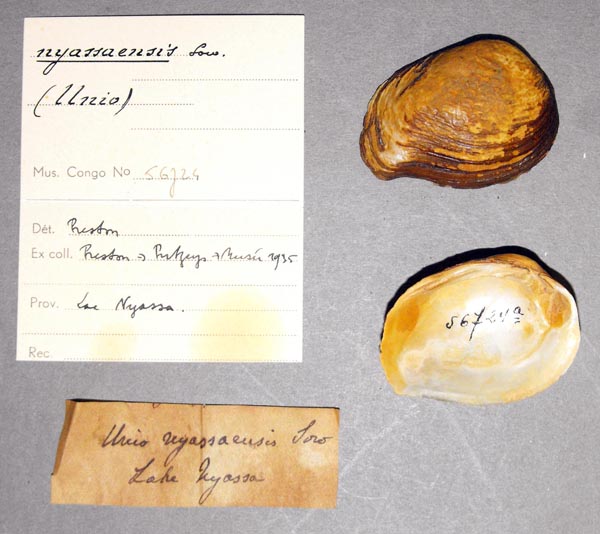 specimen