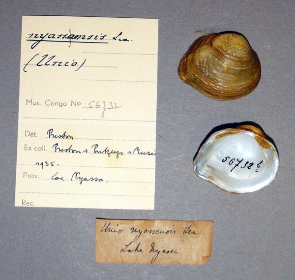 specimen