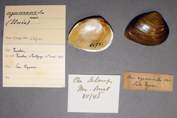 specimen