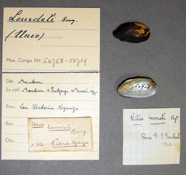 specimen