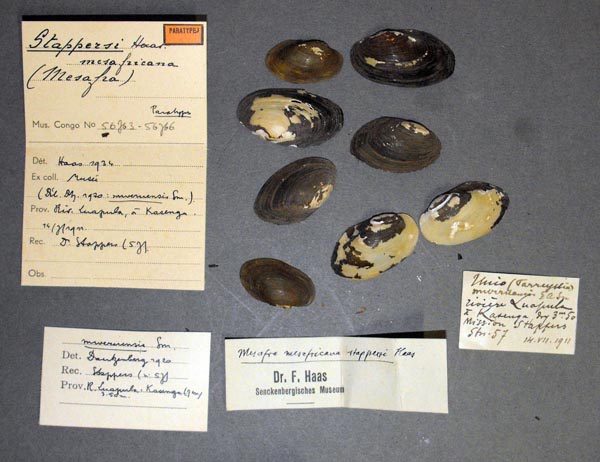 specimen