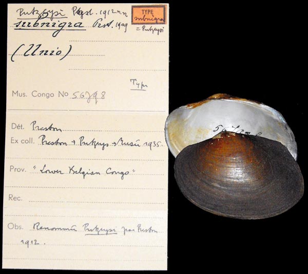 specimen
