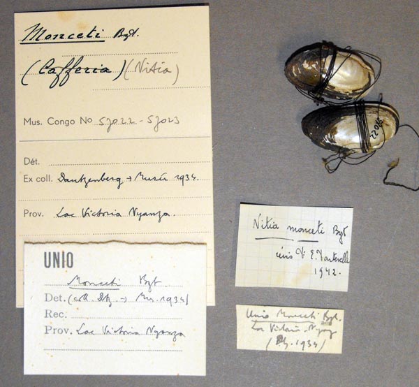 specimen