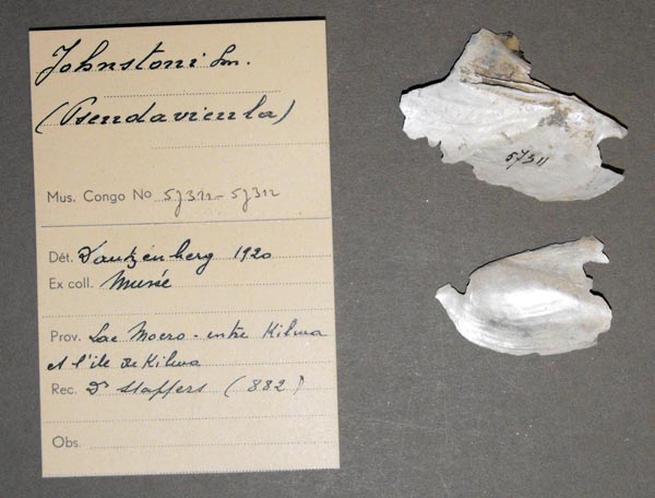 specimen
