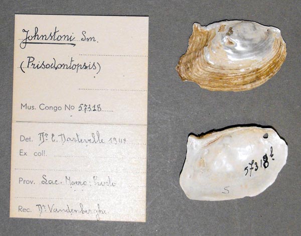 specimen