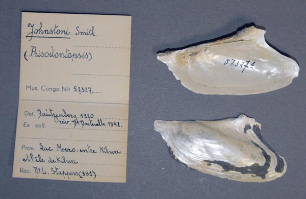 specimen