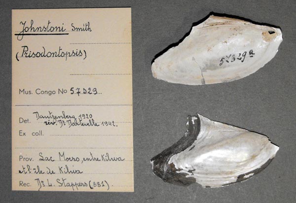 specimen