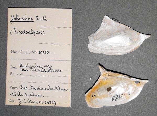 specimen