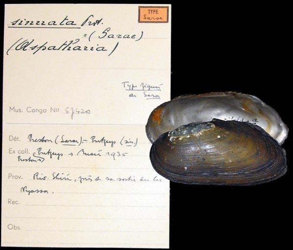 specimen