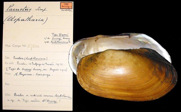 specimen