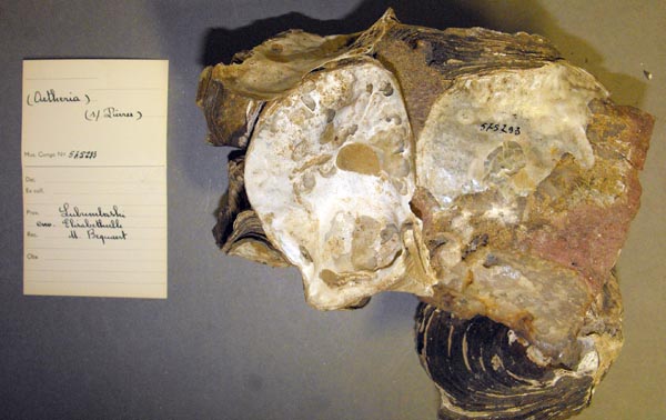 specimen
