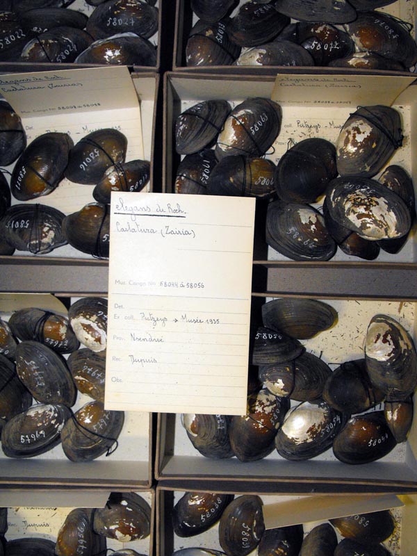 image of lot MRAC_58044 image of lot MRAC_58044