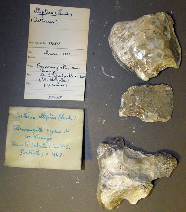 specimen