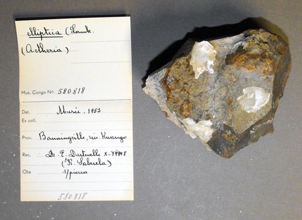 specimen