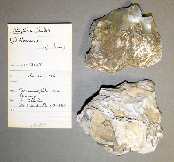 specimen