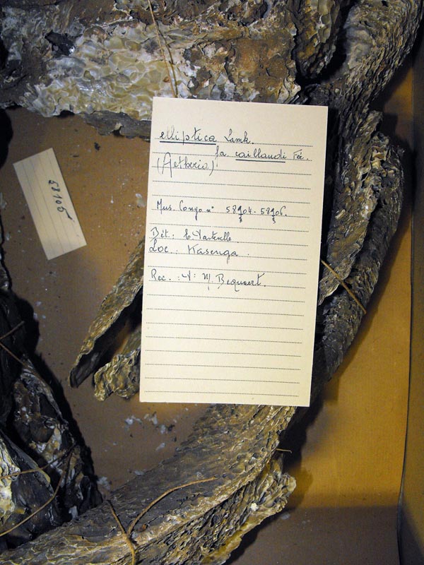 specimen