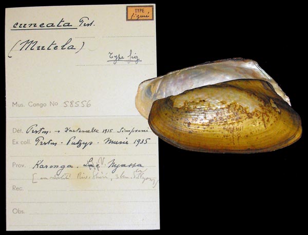 specimen