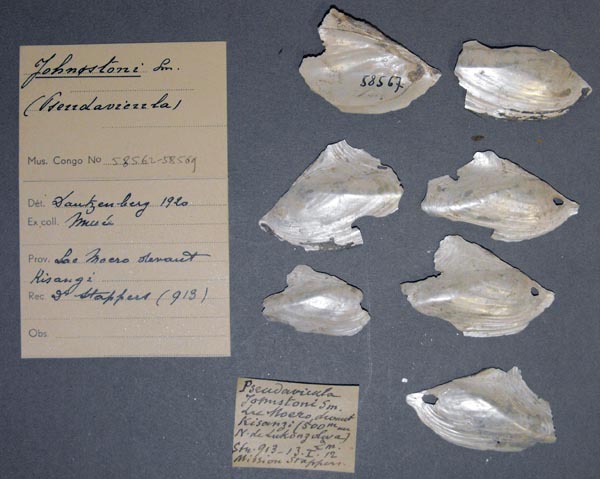 specimen
