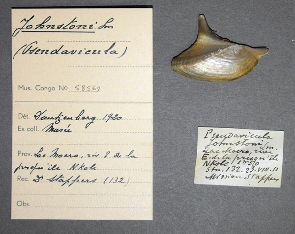 specimen