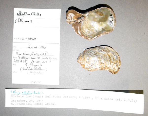specimen