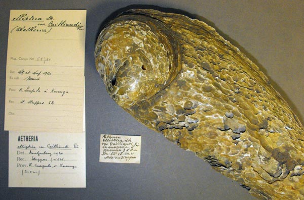 specimen