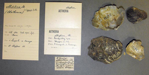 specimen