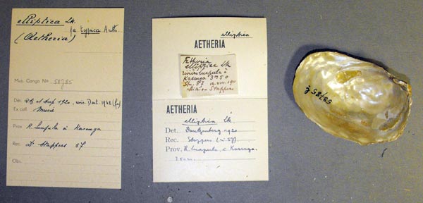 specimen