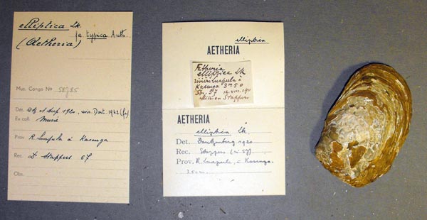 specimen