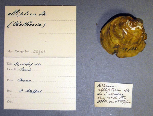 specimen